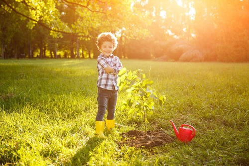 Dečak stoji pored zasađene biljke