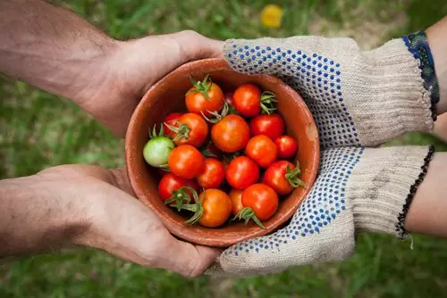 lucha_t8_blog_gardening_tomato